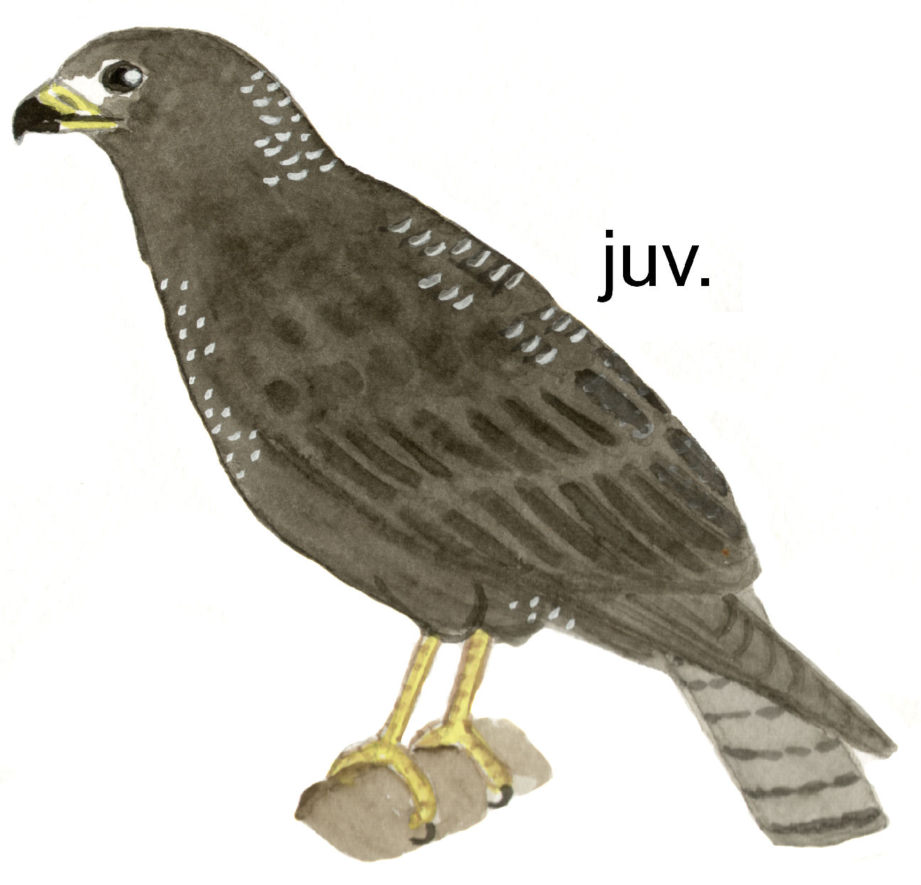 Historical image 7878