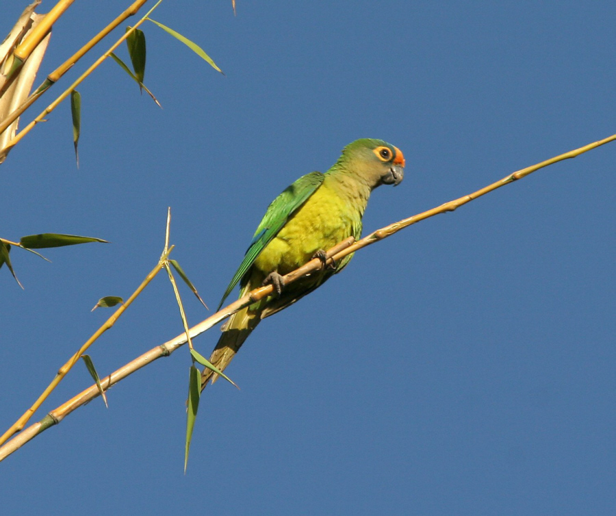 Peach-fronted Parakeet — Serra da Canastra, August 2008, photo by Fritz Mueller.