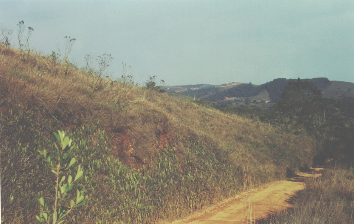 Long-trained Nightjar — Campos de Jordao, meadows with scrub. Biome of Macropsalis creagra.