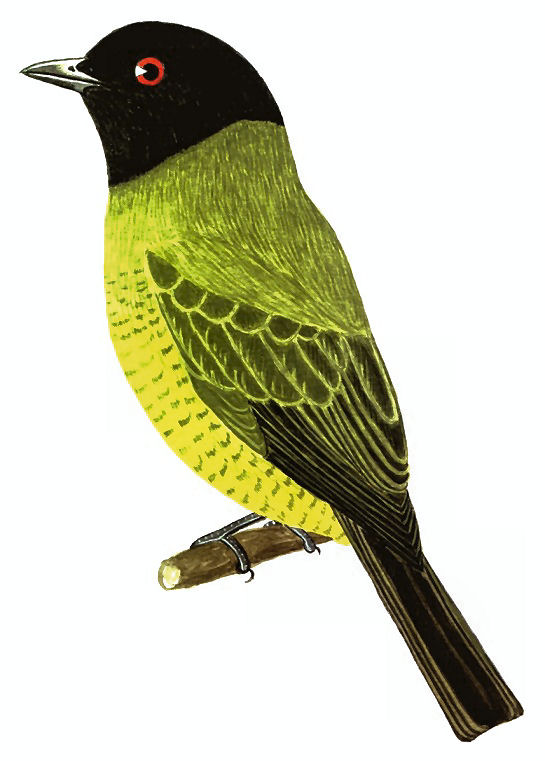 Black-headed Berryeater, from Disc 3 · 2006