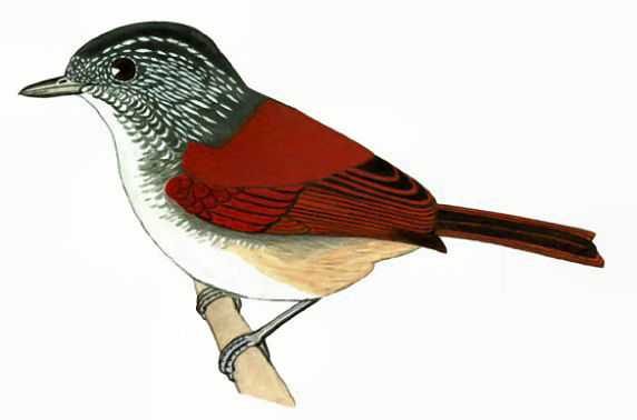 Rufous-backed Antvireo, from Disc 3 · 2006