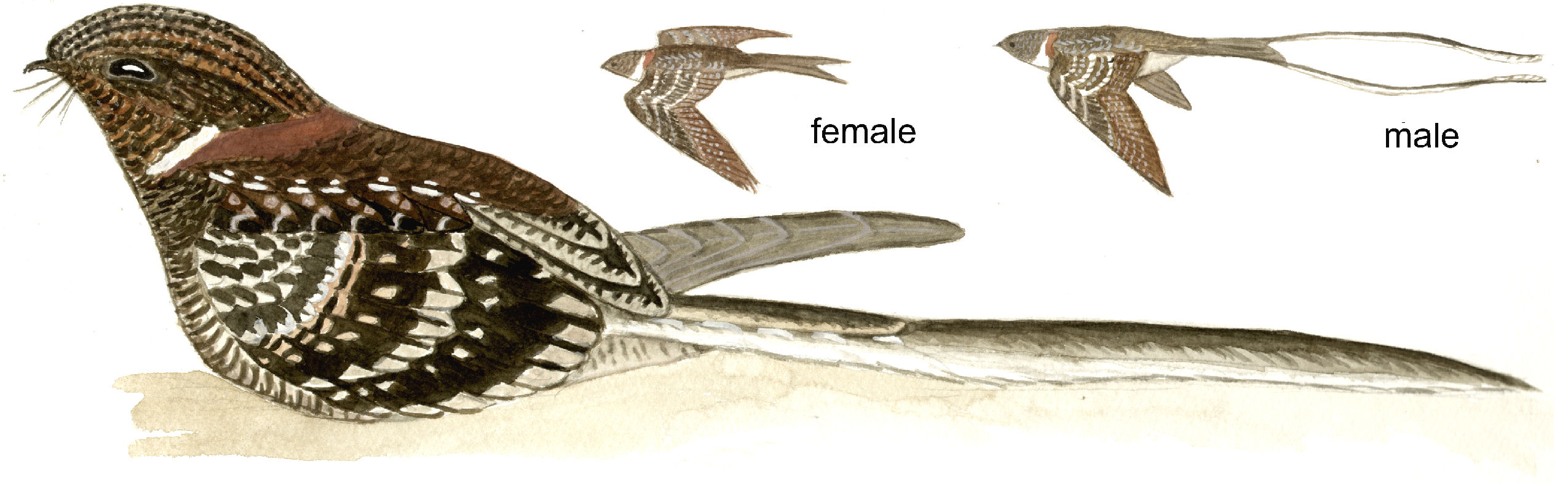 Long-trained Nightjar, from Disc 1 · 2011